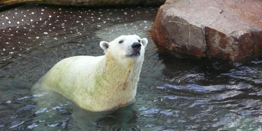 Osaka Aquarium Kaiyukan