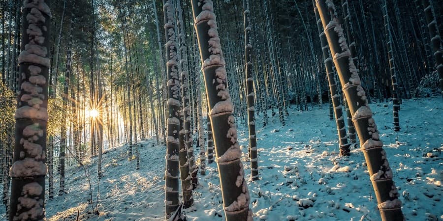 Kyoto Arashiyama Bamboo Grove