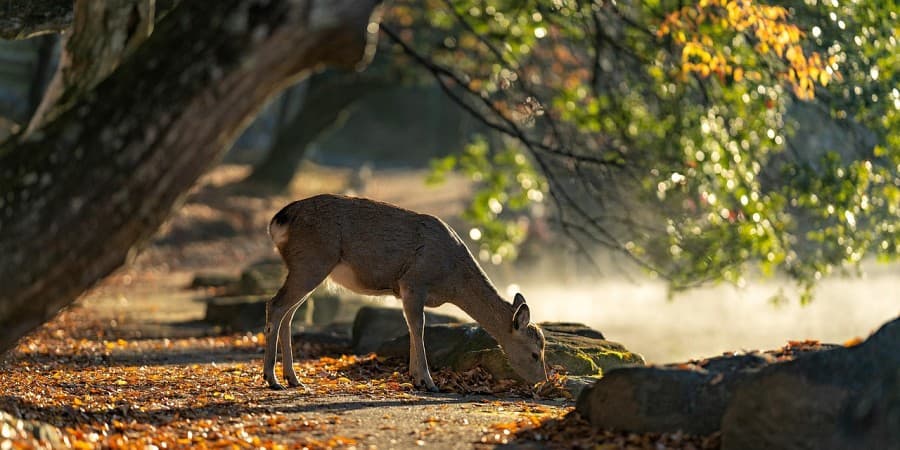 Nara Park (Nara)