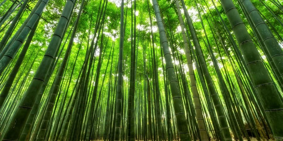 Arashiyama Bamboo Grove (near Kyoto)