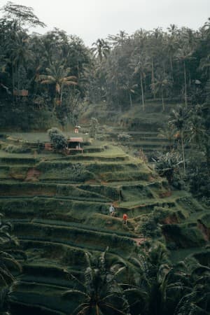 Bali Safari and Marine Park
