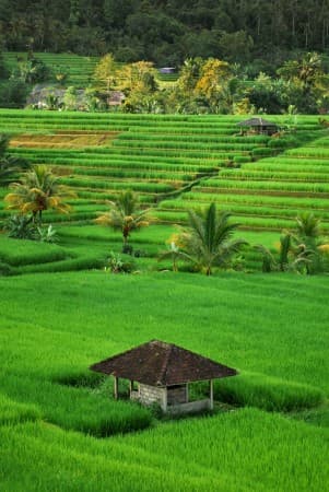 Jatiluwih Rice Terraces