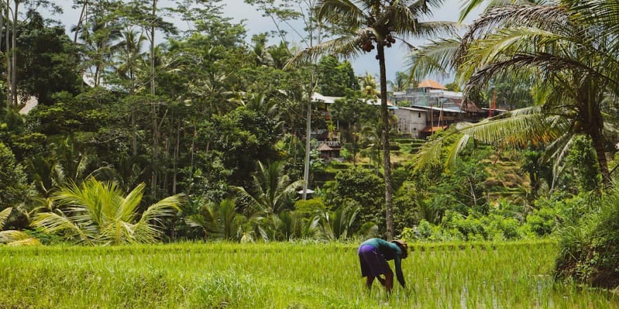 Tegallalang Rice Terrace