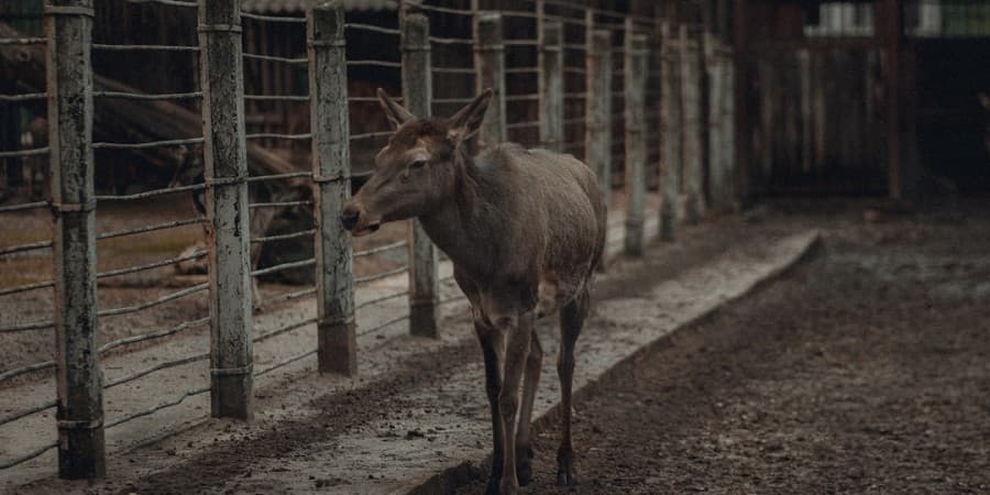 Kyiv Zoo
