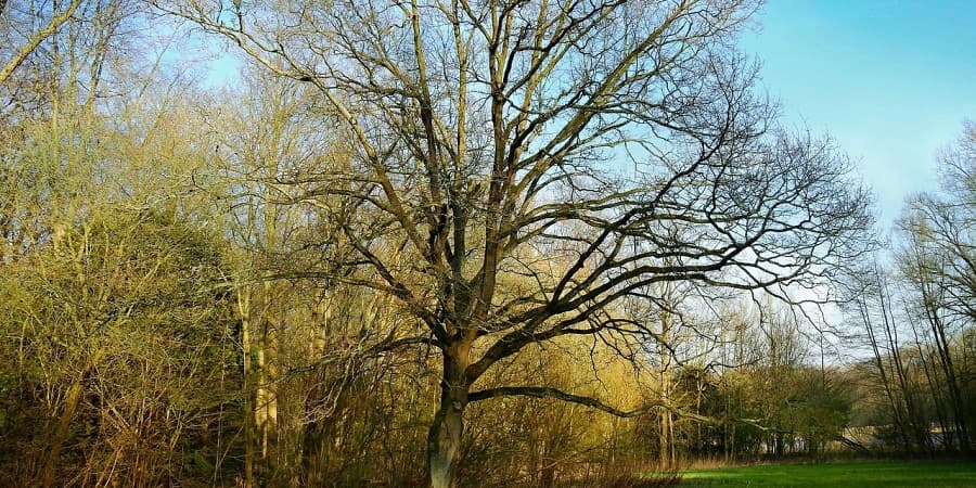 Amsterdamse Bos