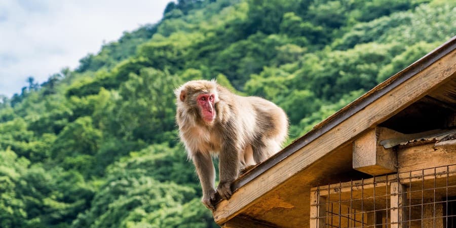 Arashiyama Monkey Park Iwatayama