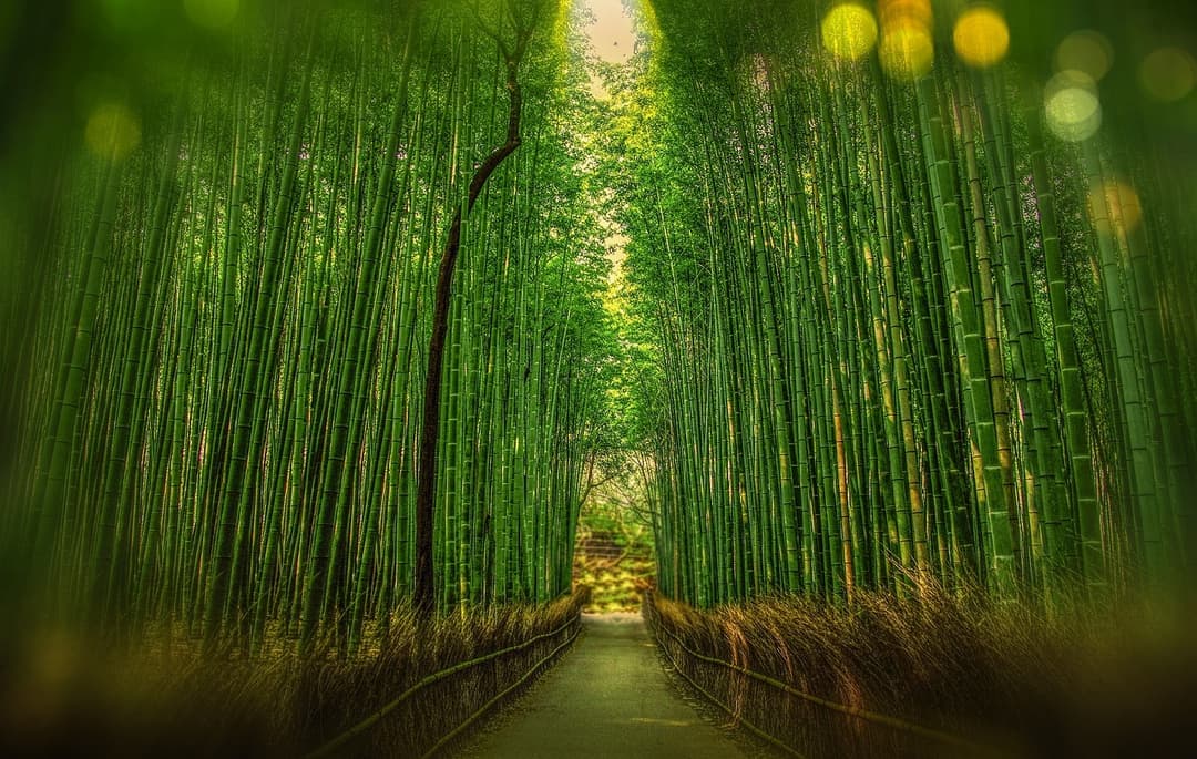 Relaxation trip to Kyoto, Japan for 2 people over 4 days – $2000 total