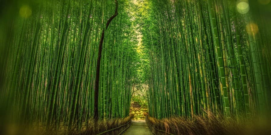 Relaxation trip to Kyoto, Japan for 2 people over 4 days – $2000 total
