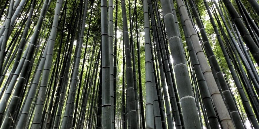 Arashiyama Bamboo Grove
