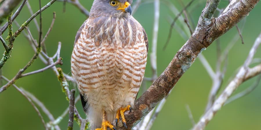 Lekki Conservation Centre
