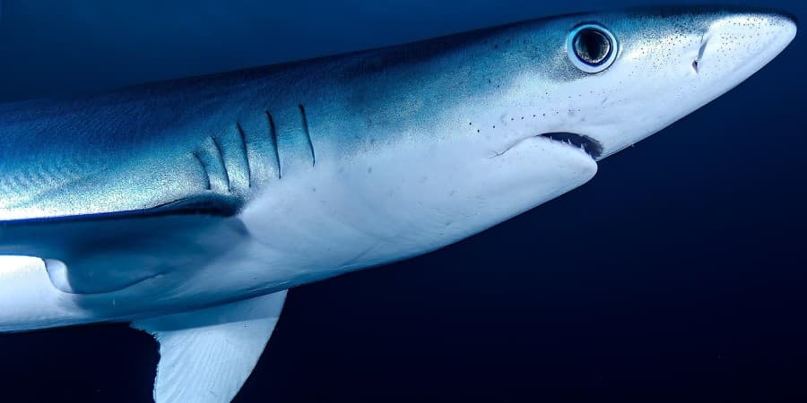Shark Cage Diving in Gansbaai