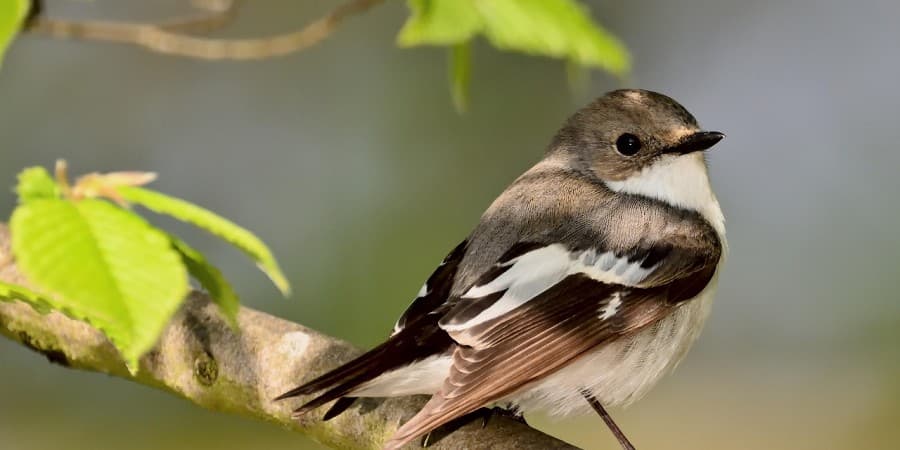 Al Areen Wildlife Park